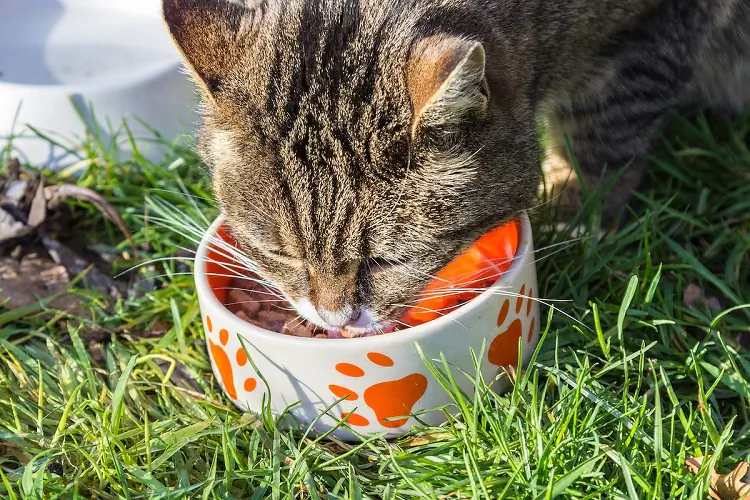 Is Wet Food Better Than Dry for Cats