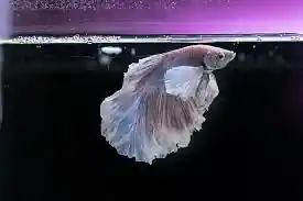 Best Fish Tank Cleaning Tools for a Pristine Aquarium