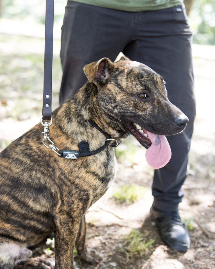 Best Dog Training Collar: Remote Options and Bark Control Compared