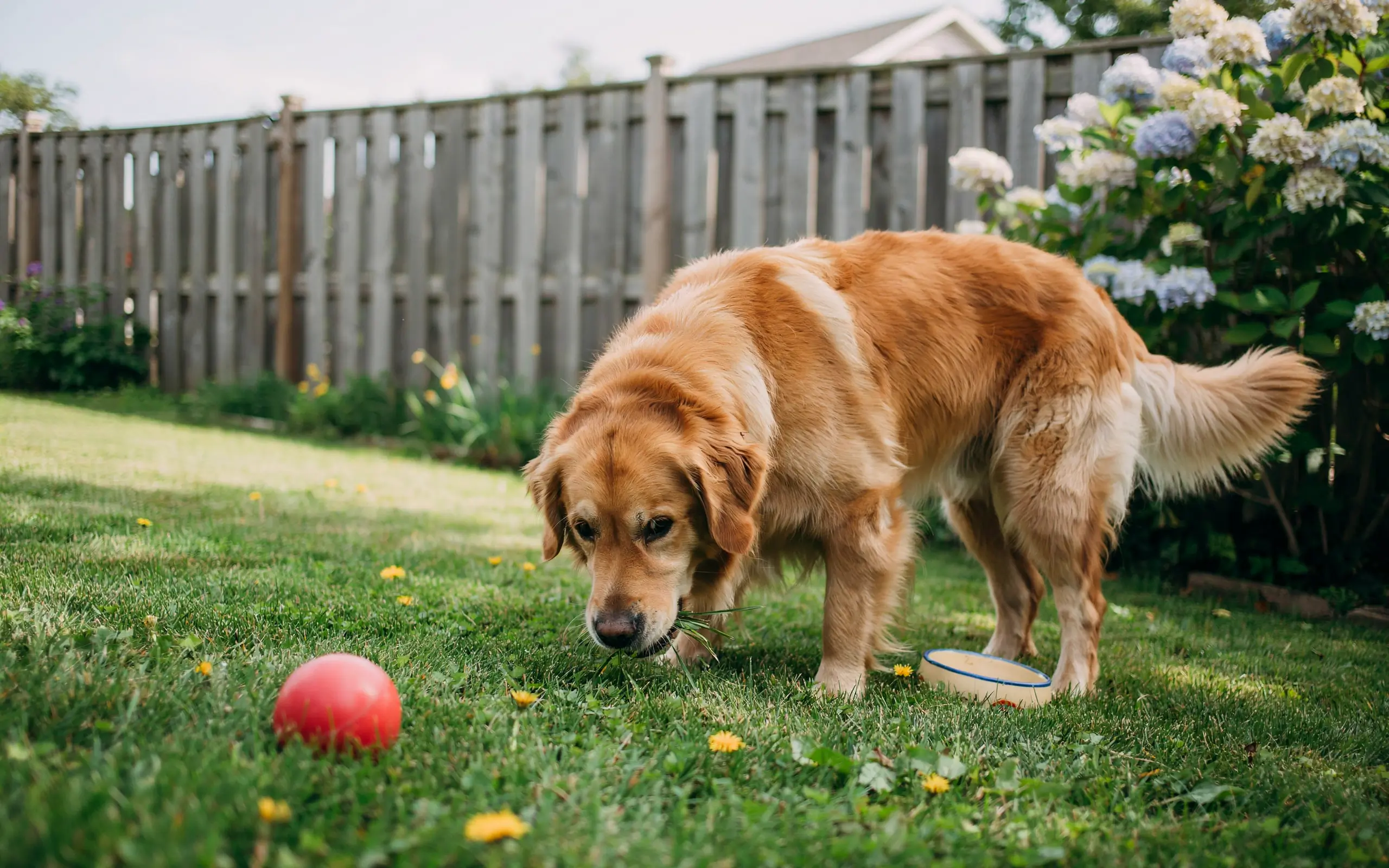 Why Does My Dog Eat Grass? Understanding Common Reasons & When to Worry