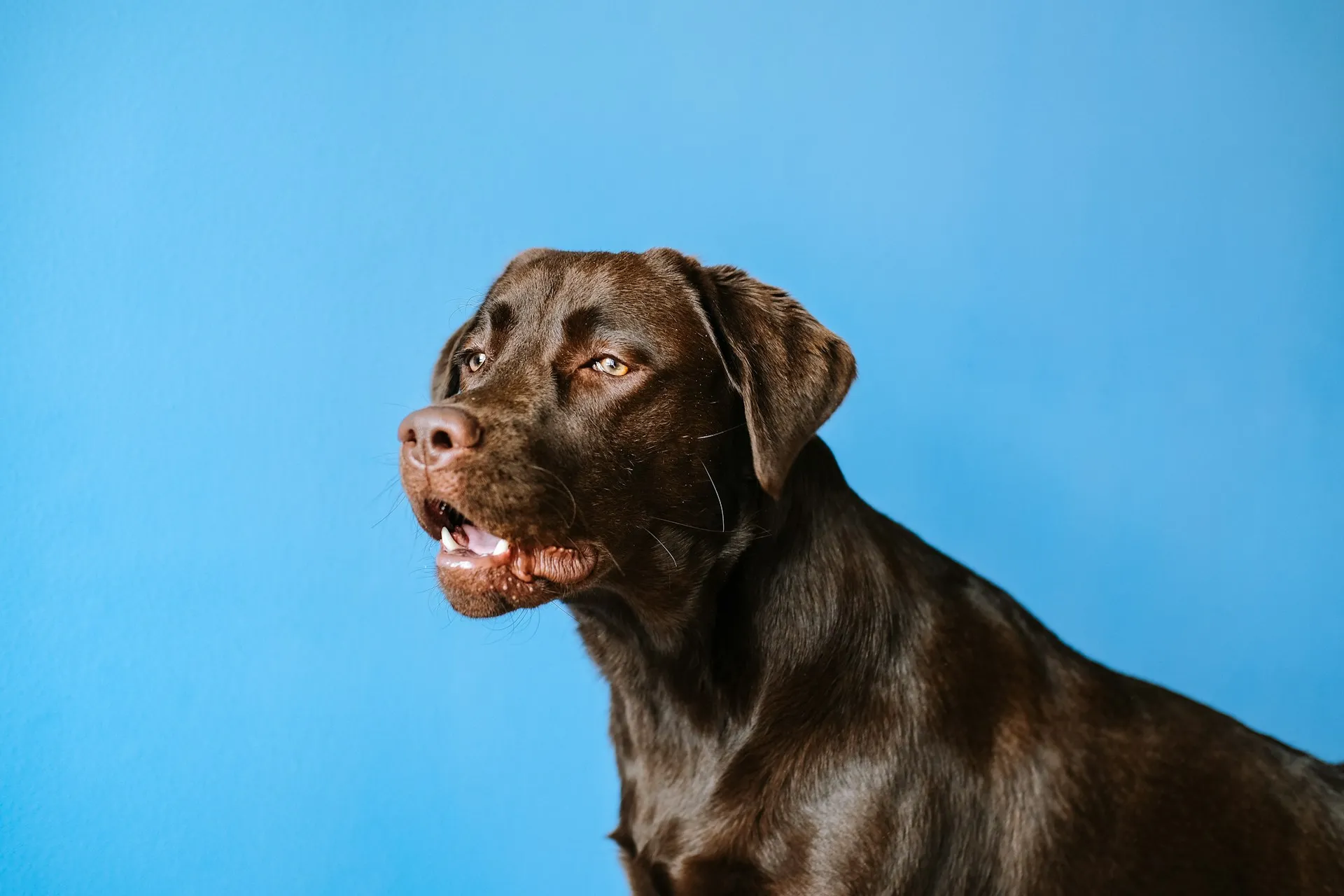 Why Does My Dog Howl at Sirens? Understanding the Barking Behavior