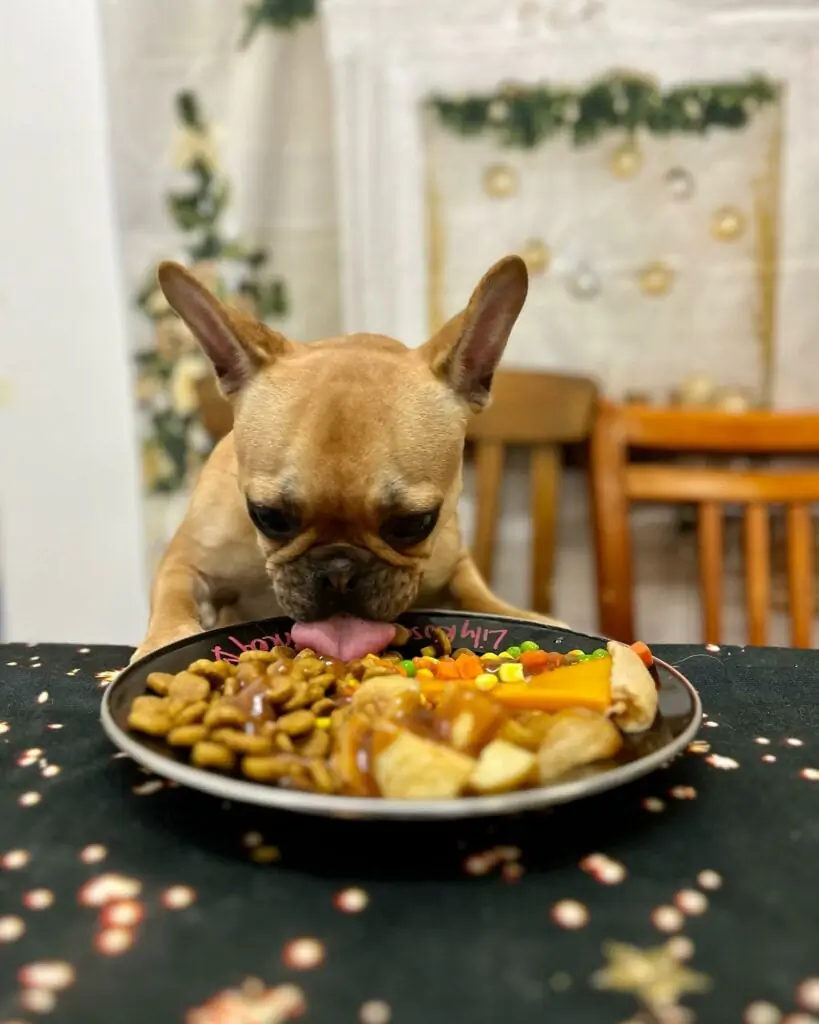 Food for Picky Eaters Dogs: Top Dry and Soft Options