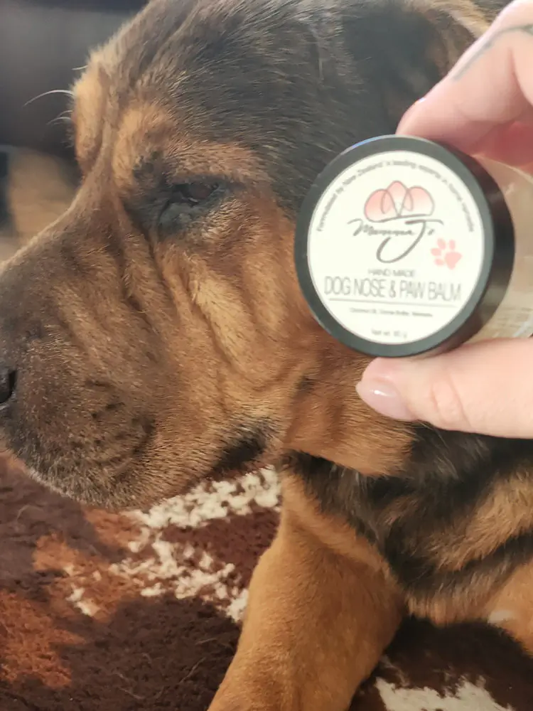 Best Pet Care Products for Beginners in 2026