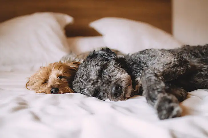 Beds for Anxious Dogs: 2026 Comfort and Support Guide