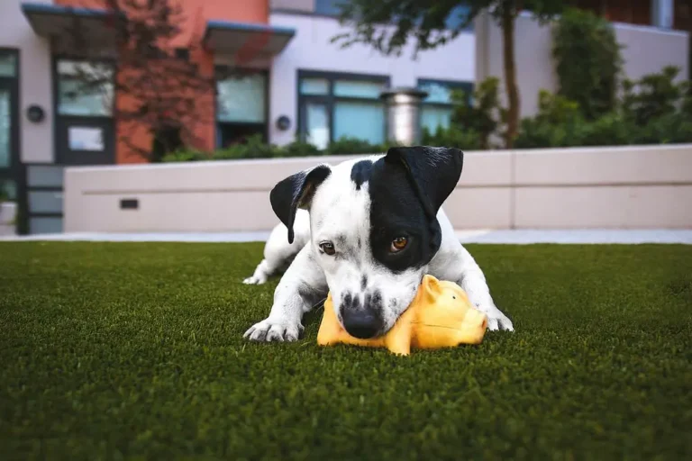 Buy Dog Toys Online: Top 2026 Picks for Every Play Style