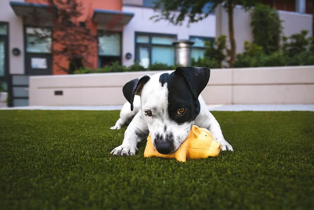 Buy Dog Toys Online: Top 2026 Picks for Every Play Style