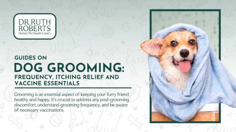 Why Is My Dog Itching Without Fleas? Common Causes and Next Steps